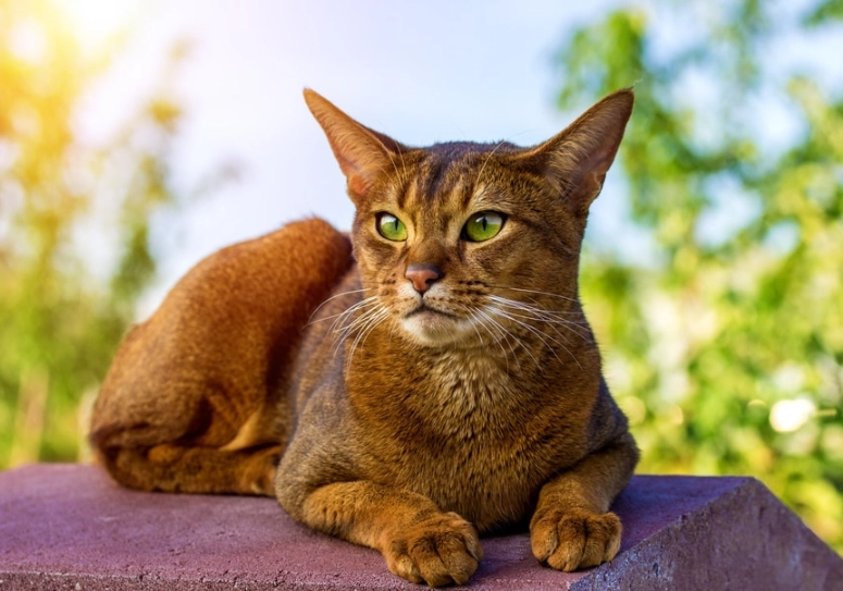 Abyssinian cat care