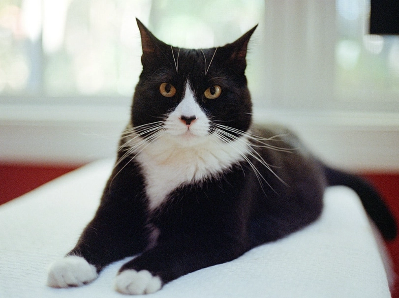 tuxedo cat personality