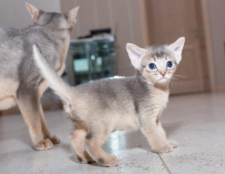 Abyssinian cat personality