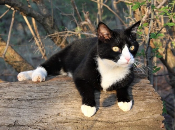 tuxedo cat facts