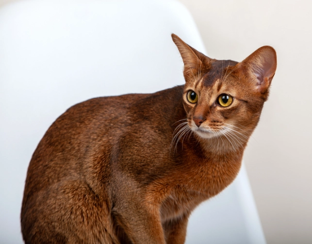 Abyssinian cat personality