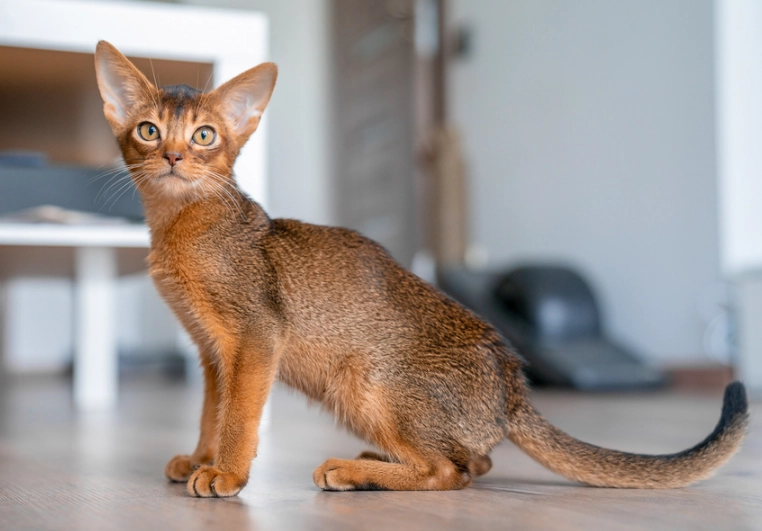 orange Abyssinian cat