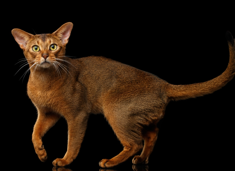 Abyssinian cat care