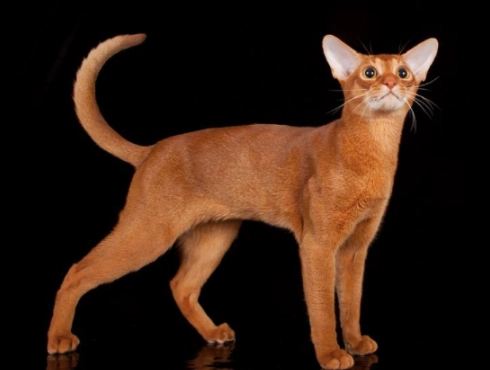 ruddy Abyssinian cat
