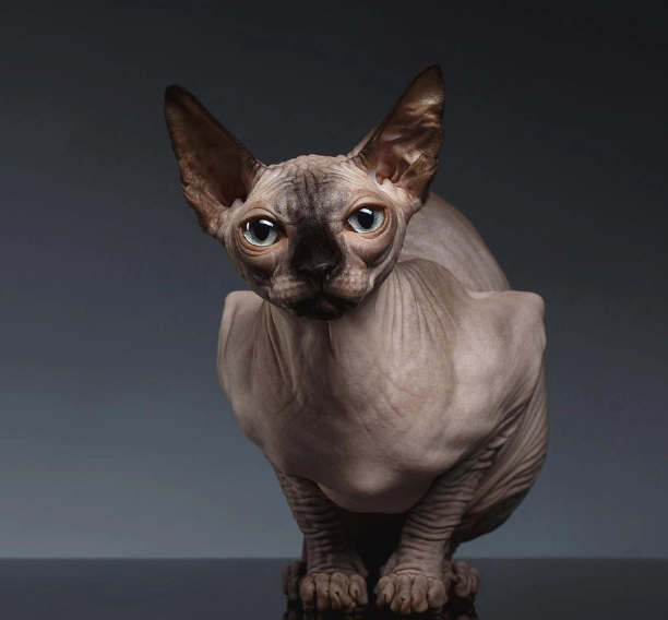 black sphynx cat