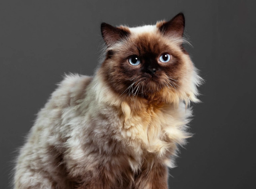 Himalayan cat temperament