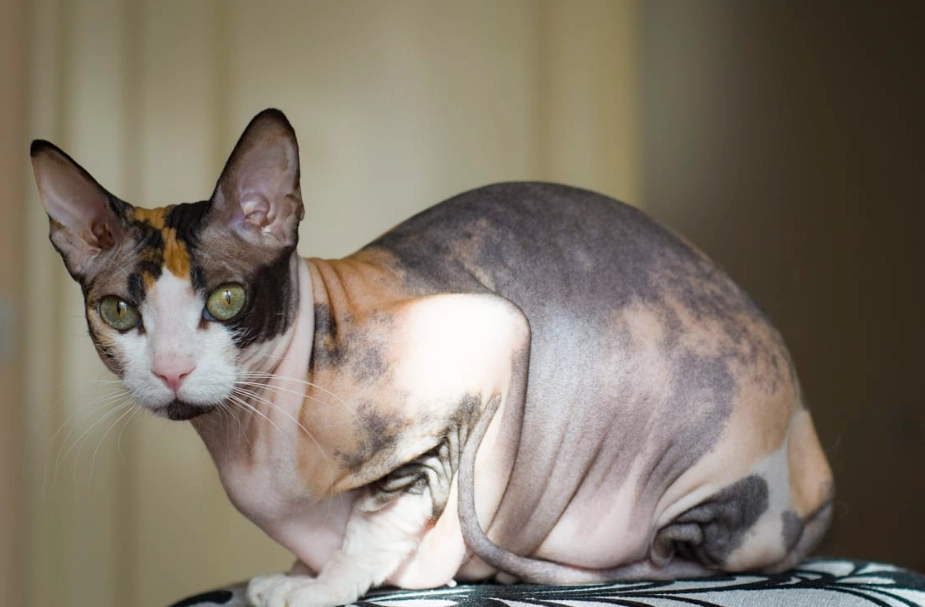 hairless cat care