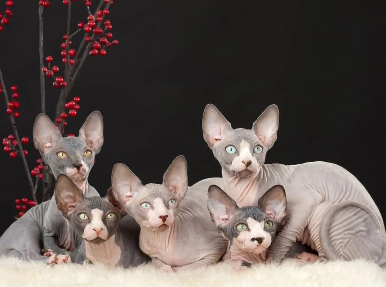 Sphynx cat smell