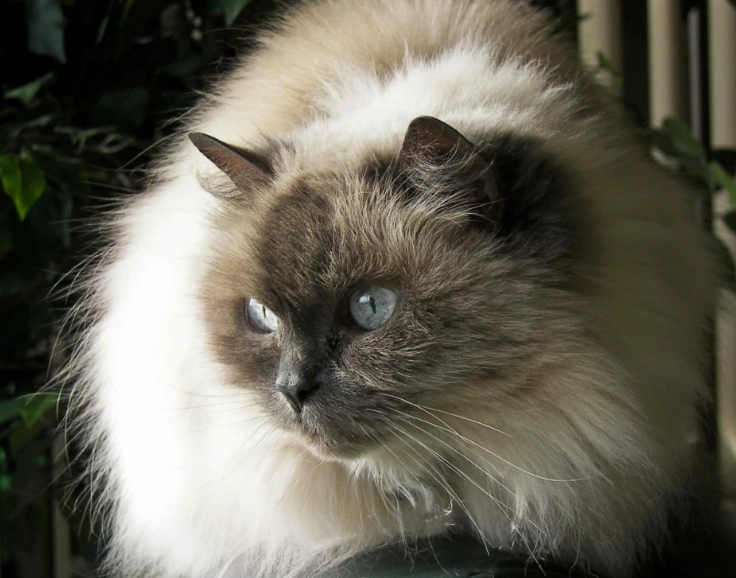 Himalayan cat temperament