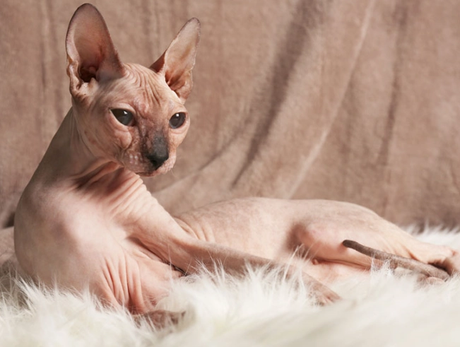 hypoallergenic cat breeds