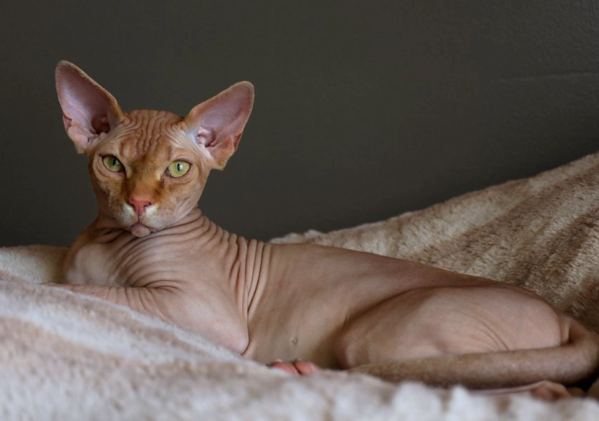 hairless cat allergies