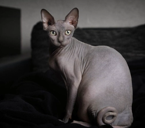 hairless cat black