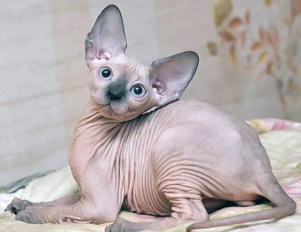 hairless cat cost