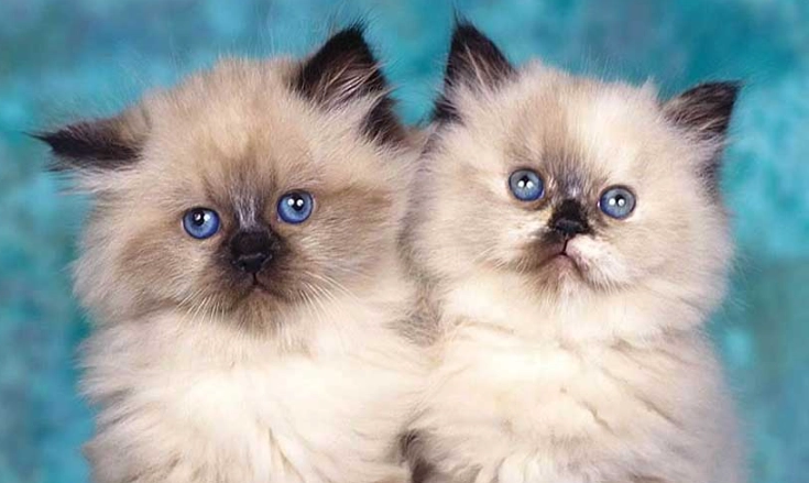 Himalayan cat breeder cost