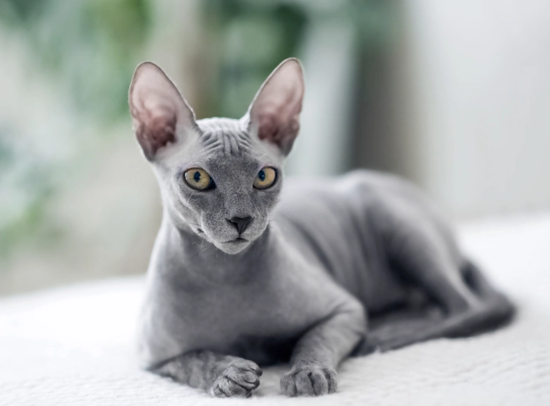 are hairless cats hypoallergenic