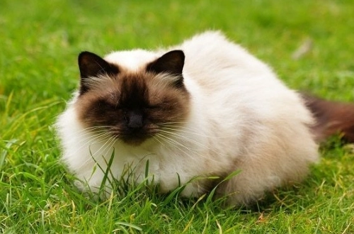 Himalayan cat breeder cost