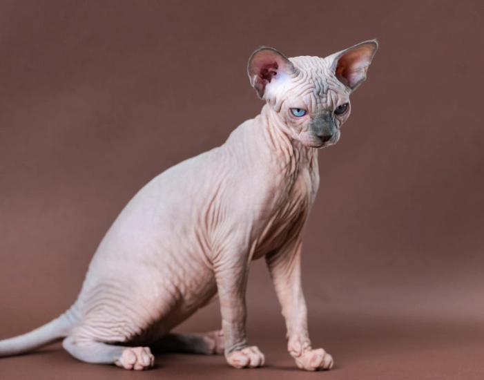 hairless cat cost
