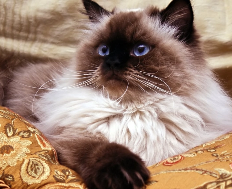 Himalayan cat temperament