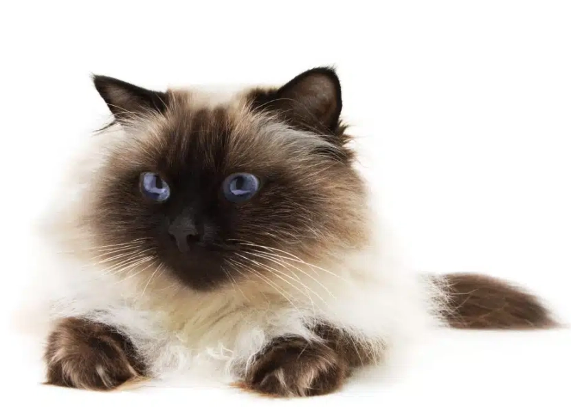 are Himalayan cats friendly