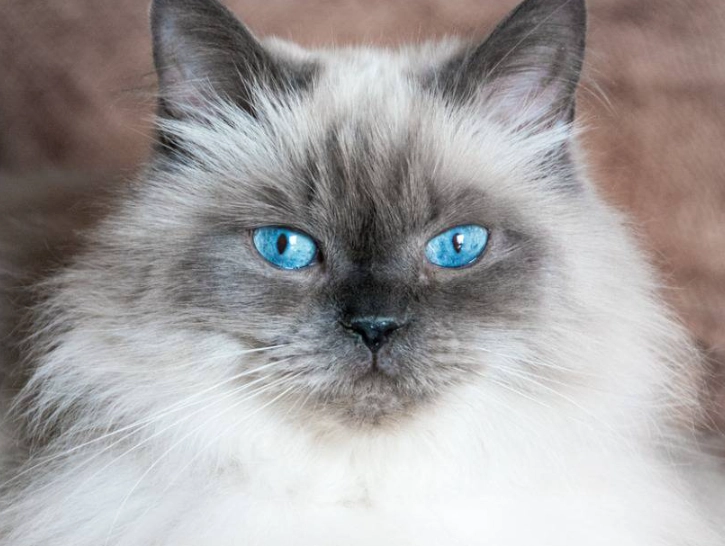 How much does a Himalayan cat cost