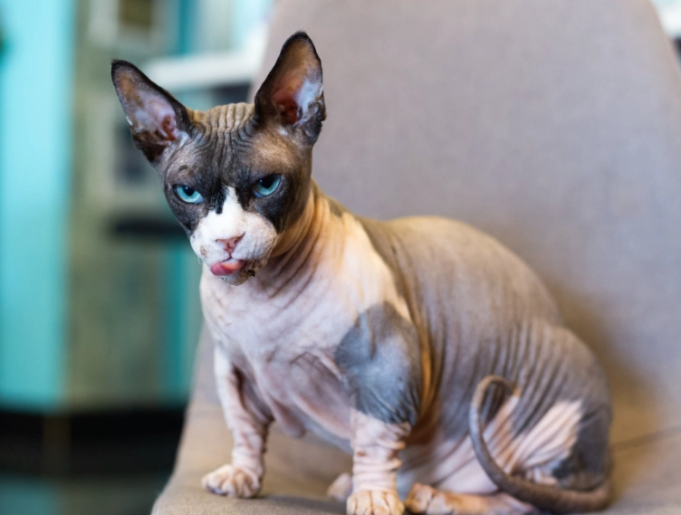 are hairless cats hypoallergenic