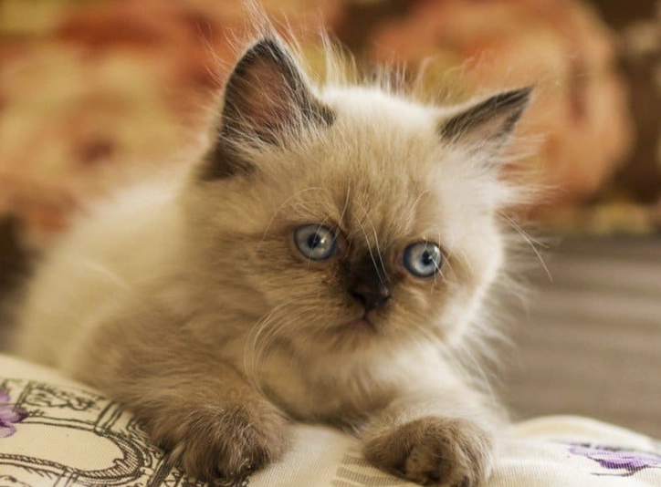 Himalayan cat price