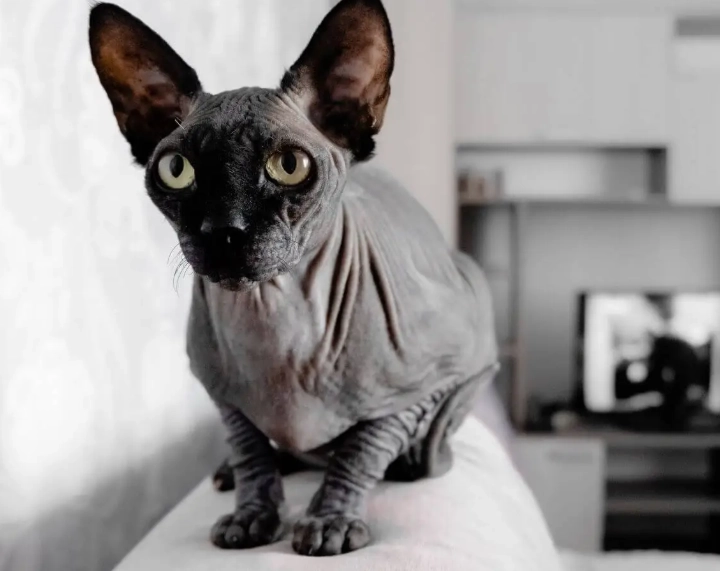 hairless cat black