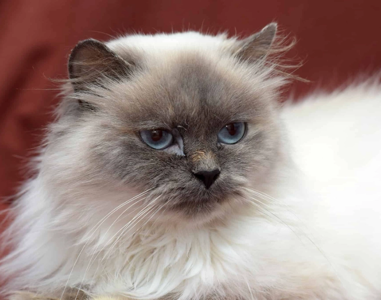 Himalayan kitten price