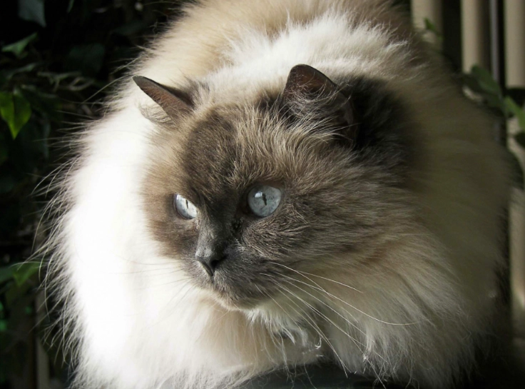 are Himalayan cats good pets