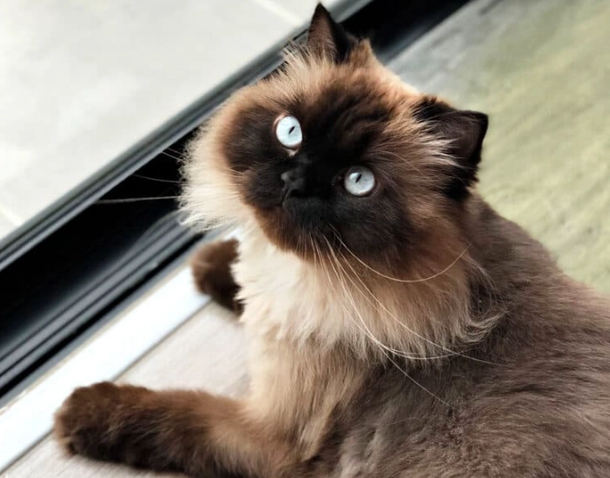 Himalayan Persian cat life expectancy