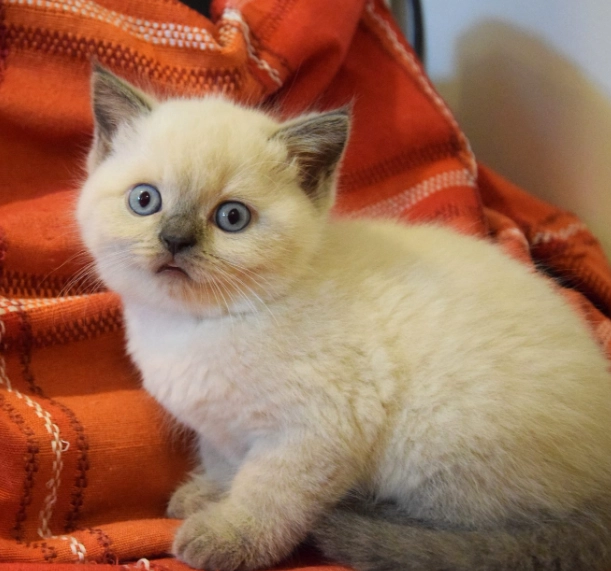 Orange Himalayan cat