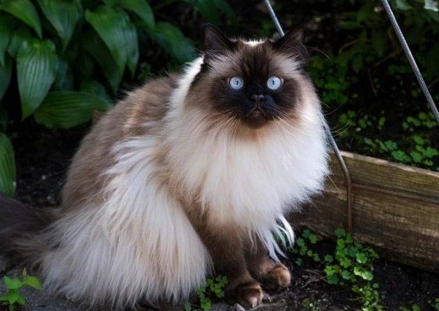 hypoallergenic cat breeds