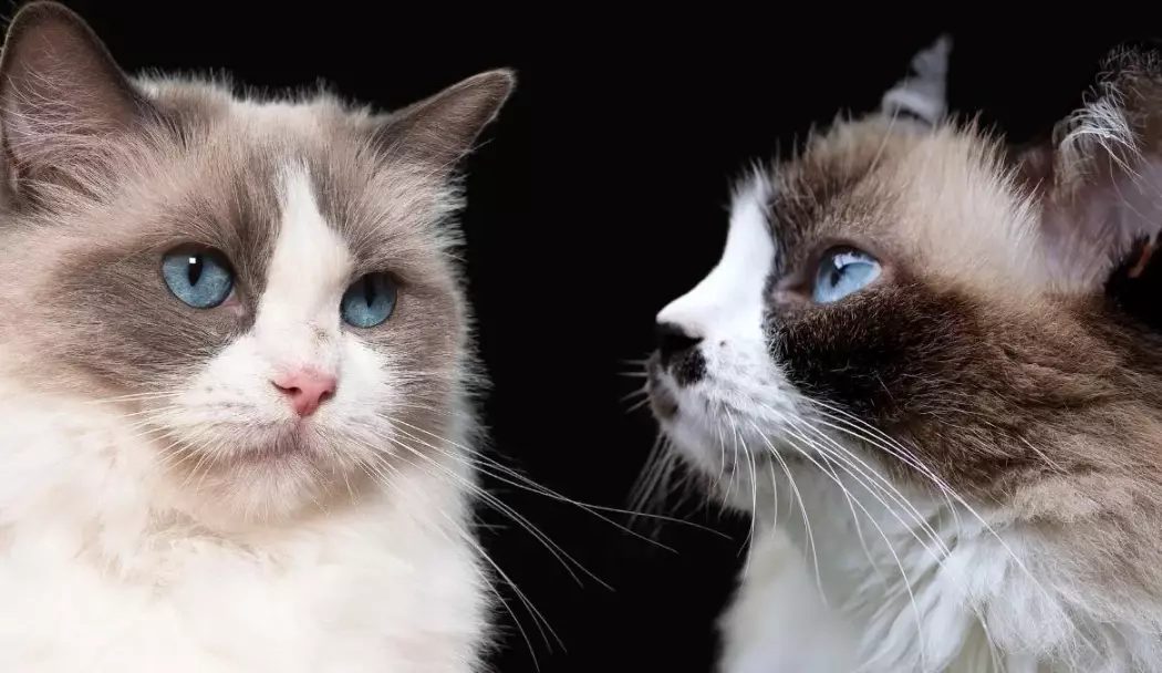 Himalayan vs Ragdoll