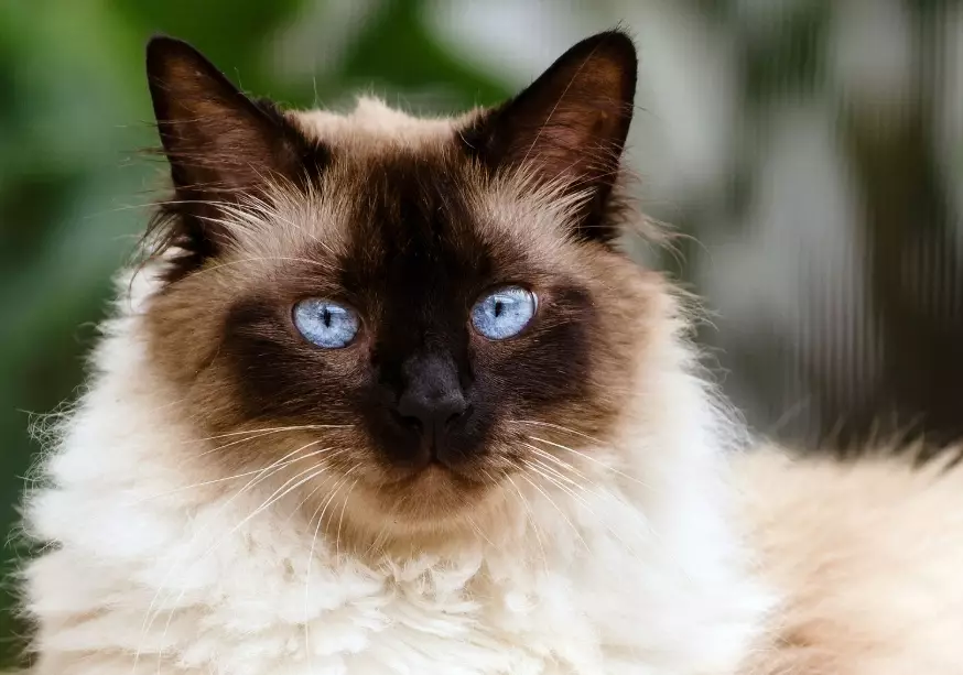 Himalayan cat full grown