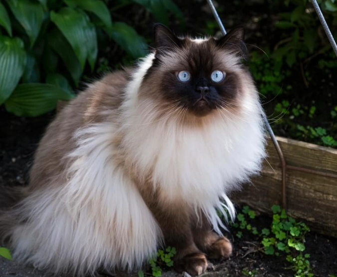Himalayan cat care
