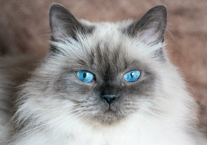 Himalayan cat breed Himalayan cat breed
