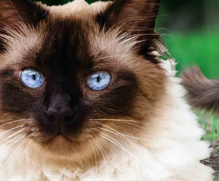 Himalayan vs Siamese cat Himalayan vs Siamese cat