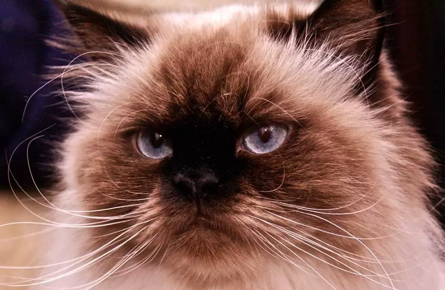 Himalayan cat care