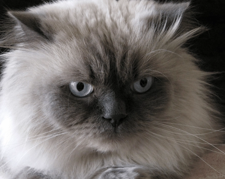are Himalayan cats good pets