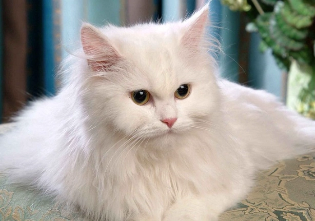 Himalayan cat health problems