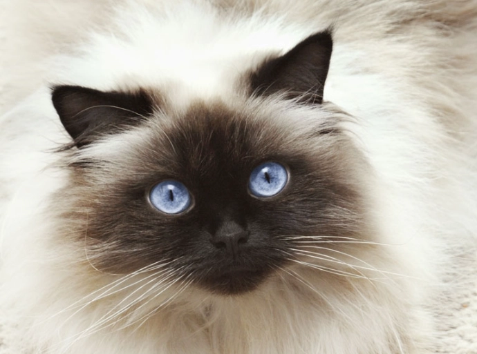 Himalayan vs Siamese cat Himalayan vs Siamese cat