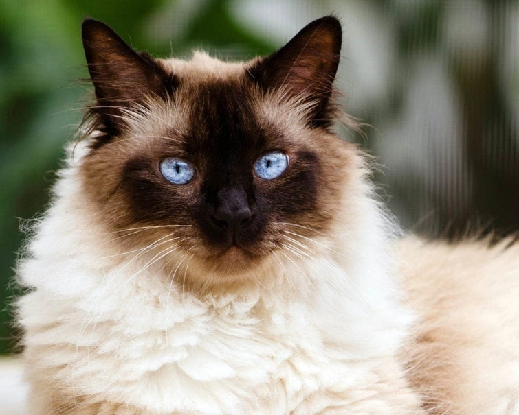buy Himalayan cat