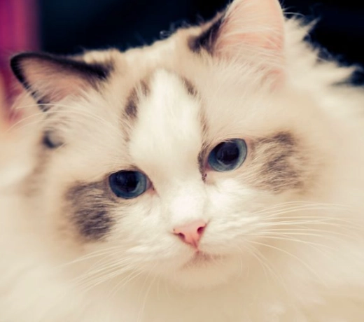 Himalayan vs Ragdoll