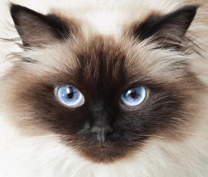 Siamese cat personality Siamese cat personality