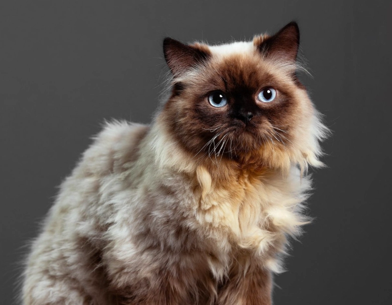 Himalayan cat weight