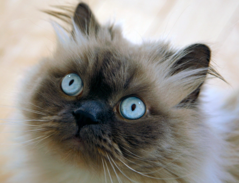 Himalayan cat full grown