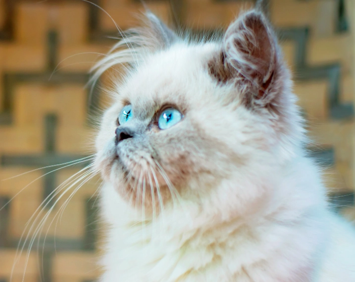 Himalayan cat personality