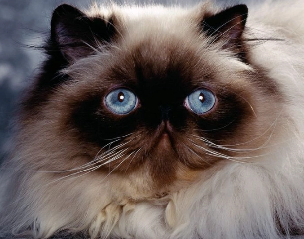 Himalayan Persian cat life expectancy