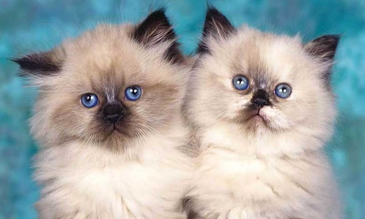 Himalayan cat personality