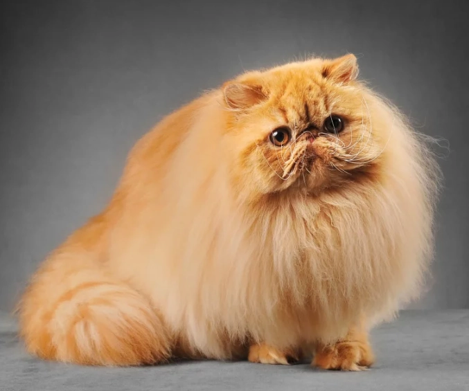 flame point Himalayan